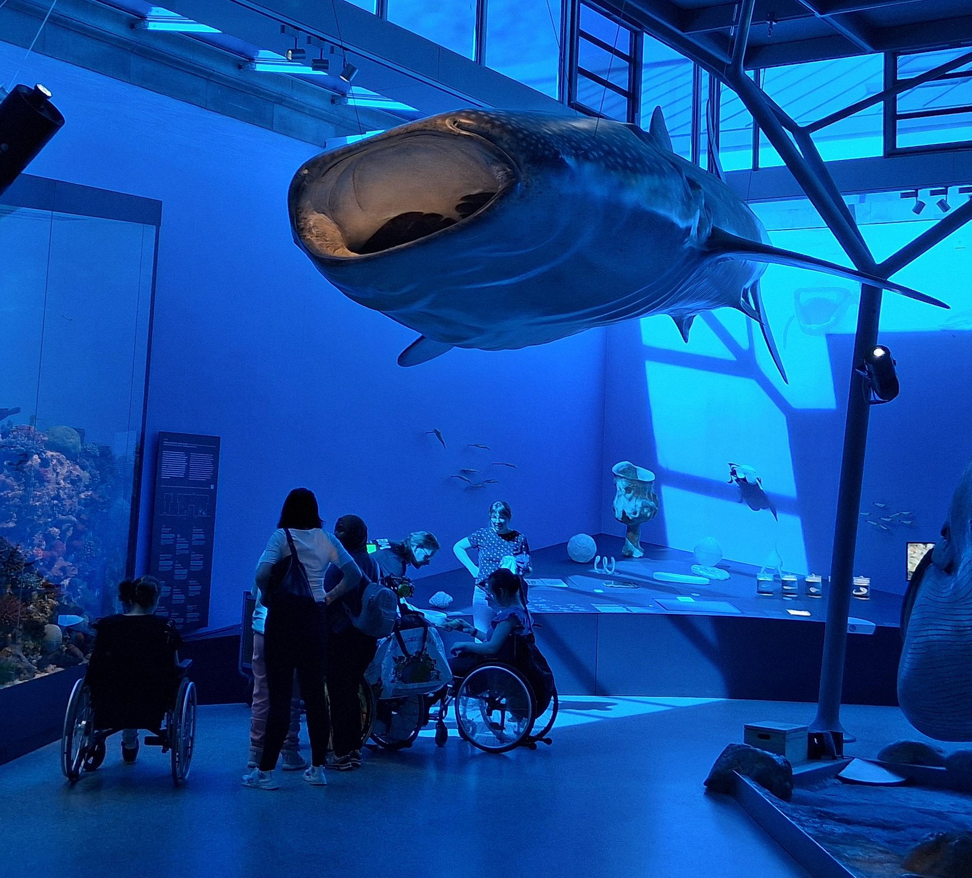 In einem Blau beleuchtetem Raum im Museum hängt an der Decke ein Modell von einem Wahlfisch. Sein Maul steht weit offen. Darunter im Raum stehen Personen, einige von ihnen sitzen im Rollstuhl