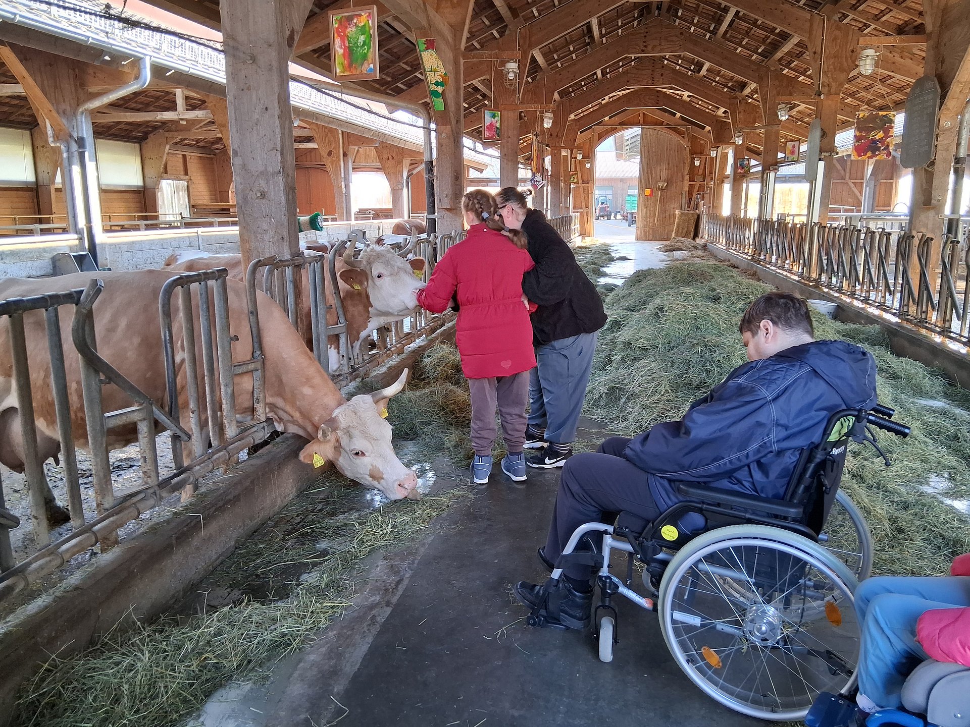 Ein Mann in einem Rollstuhl und zwei weitere Personen befinden sich in einem Kuhstall. Er ist hell beleuchtet und auf dem Boden liegt ein Heuhaufen. Die Kuh steckt ihren Kopf durch die Stäbe ihres Geheges und frisst Heu.