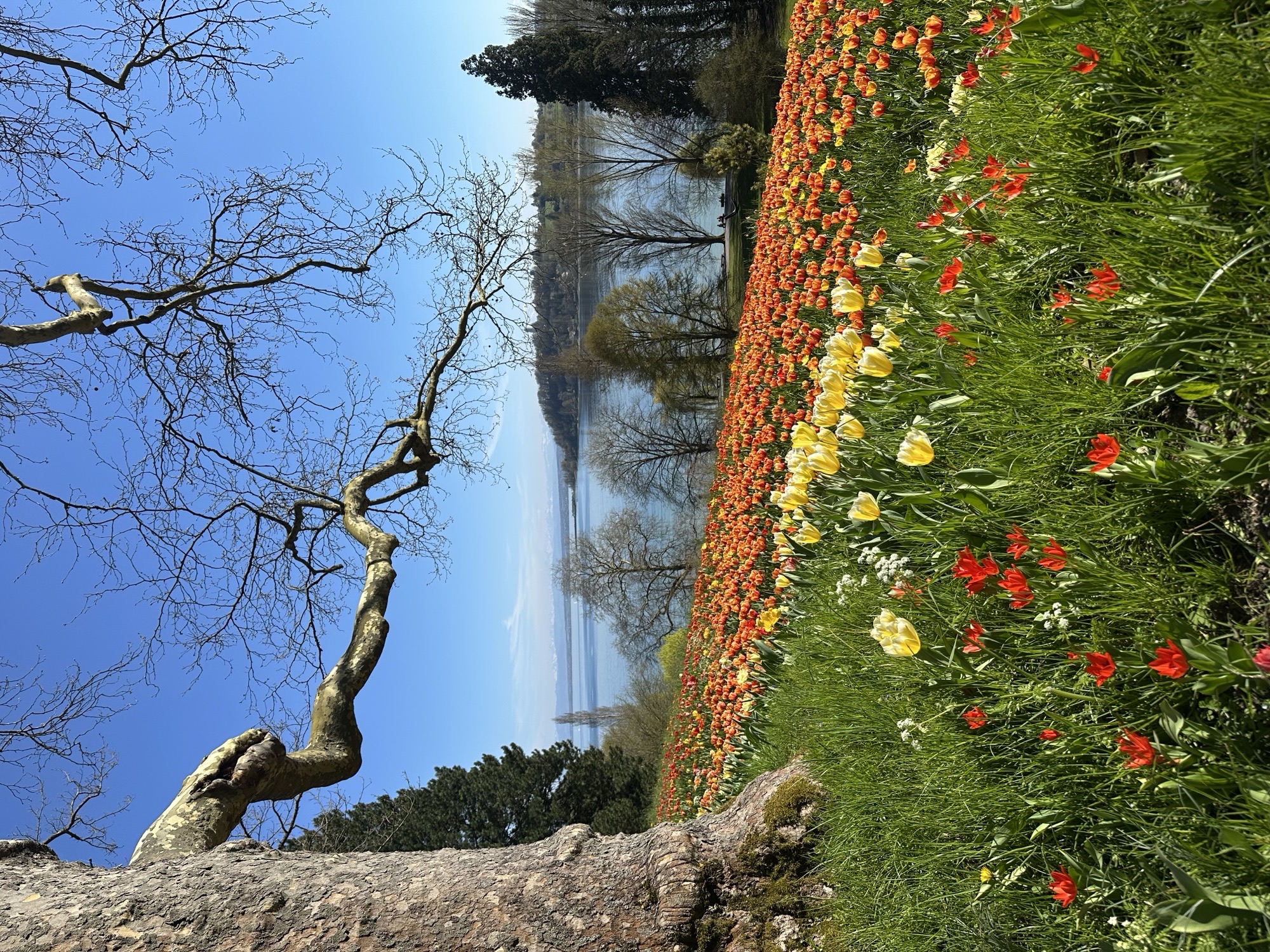 Im Vordergrund sieht man eine Blumenwiese mit vielen bunten Blumen. Dahinter ist der Bodensee zu erkennen und die Insel Mainau. Rechts und links stehen Bäume. Der Himmel ist blau und die Sonne scheint. 